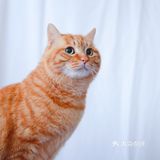 北京猫咪免费领养🐱胖大橘凰儿同学
