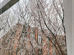 -桃花堤公园