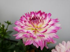 -深圳市中科院仙湖植物园