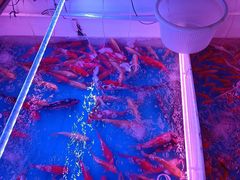 -山东柏宁水族批发广场