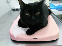 -北京恒爱动物医院(清景园分院)