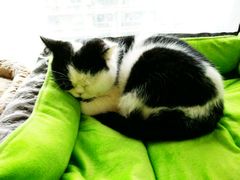 -猫咖时代(中山亭店)