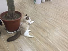 -李小姐の猫咖啡馆(五角场店)