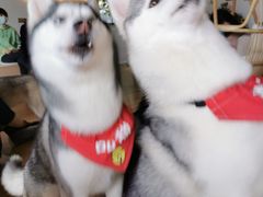 -Husky Go! 哈士奇体验馆·宠物咖啡厅狗咖