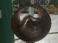 -飞行喵MR PILOT|猫舍·猫咖(静安大融城店)