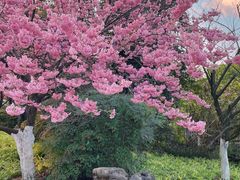 -南山植物园