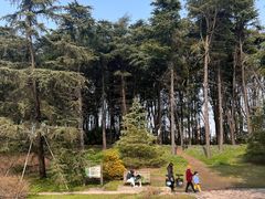 -上海共青森林公园