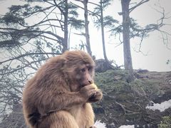 -峨眉山风景名胜区