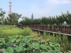 -羊亭河湿地公园