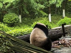 -都江堰中华大熊猫苑