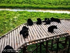 -黑瞎子岛探秘野熊园