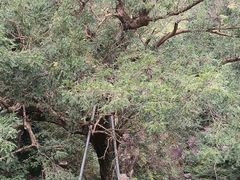 -磐安十八涡风景区