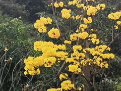 -野狸岛