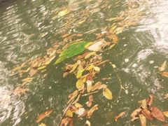 -天目湖松岭竹海漂流