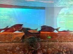 -千岛湖鱼味馆(十字街总店)