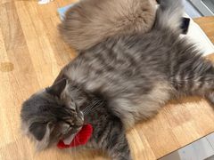 -楼上猫咖(罗湖店)