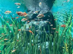 -上海海洋水族馆