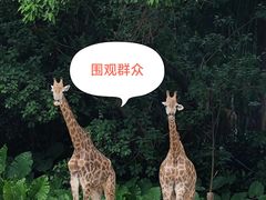 -广州长隆野生动物世界