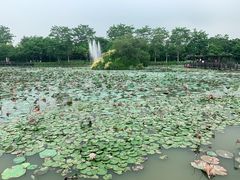 -大湾区中央湿地公园