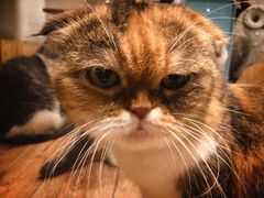 -more than meow吴止猫主题餐厅(承德 中船汇店)