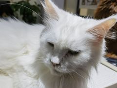 -猫小院猫主题餐厅(南锣旗舰店)