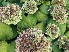 -意大利农场度假村