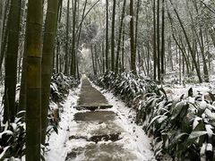 -缙云山景区