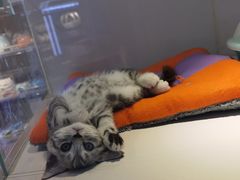 -龟与熊猫宠物公园(南坪店)
