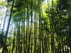 -峨眉山报国寺