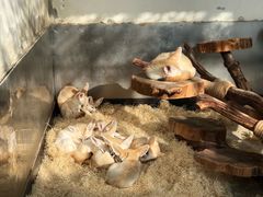 -大连森林动物园