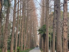 -上海滨江森林公园