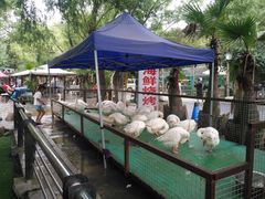-大鹅岛绿色生态美食园