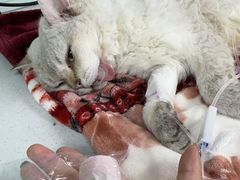 -达爱动物医院·犬猫分区·CT·复杂眼科(远洋山水分院)