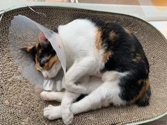 -爱诺耐芙动物医院(万博店)