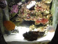-悉尼海洋生物水族馆