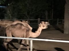 -清迈夜间动物园