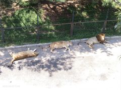 -大连森林动物园