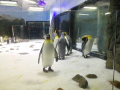 -悉尼海洋生物水族馆