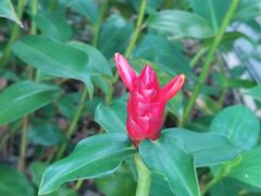 -新加坡植物园