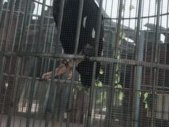 -太阳部落