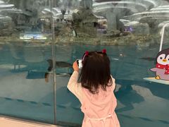 -帝企鹅自助餐厅•儿童岛•真企鹅(长隆企鹅酒店)