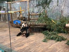 -深圳野生动物园