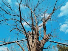 -上海佘山国家森林公园天马山园