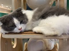 -飞行喵MR PILOT|猫舍·猫咖(静安大融城店)