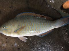 -班赞海鲜市场