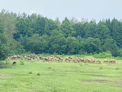 -溱湖国家湿地公园