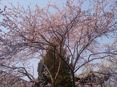 -桃花堤公园