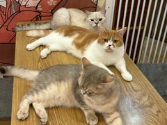 -Let's go狗咖·猫咖·奶狗·桌游(春熙路IFS店)