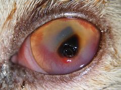 -爱侣宠医·鹦鹉专科·小型哺乳类·异宠专科(灵石路店)