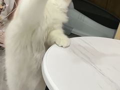 -lincat·猫舍(广州店)